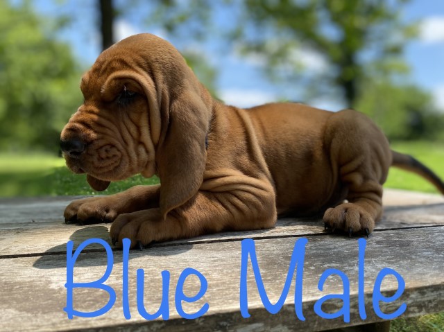 Bloodhound puppies registered