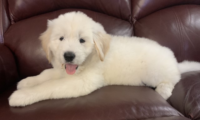Goldendoodle puppy for sale + 61124