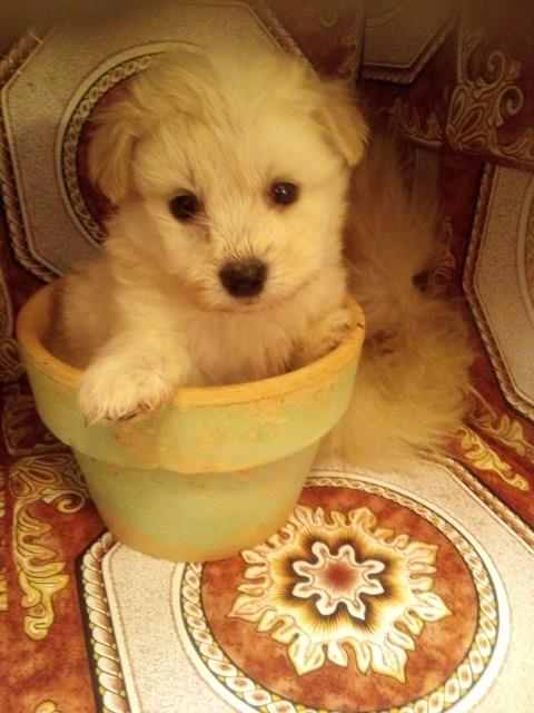 Maltipoo puppy for sale + 62982