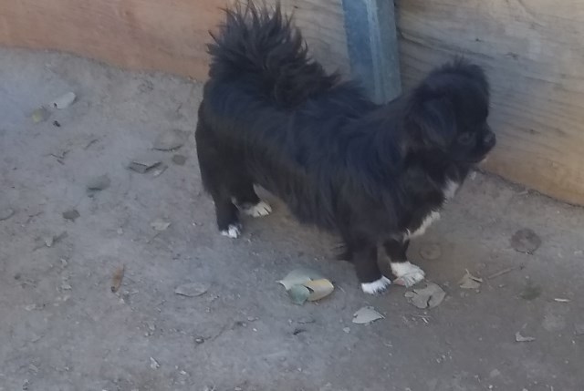Chihuahua puppy for sale + 66404