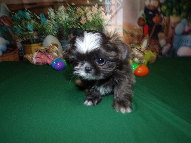 Shih Tzu puppy for sale + 66427
