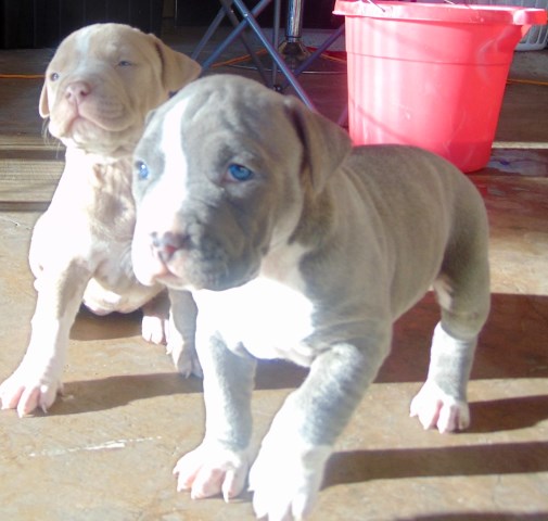 Staffordshire Bull Terrier puppy for sale + 47623