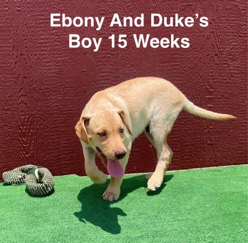 AKC Male Yellow Lab Pup