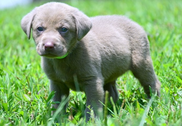 Labrador Retriever puppy for sale + 66009