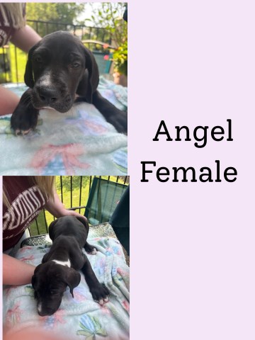 Great Dane puppy for sale + 67237