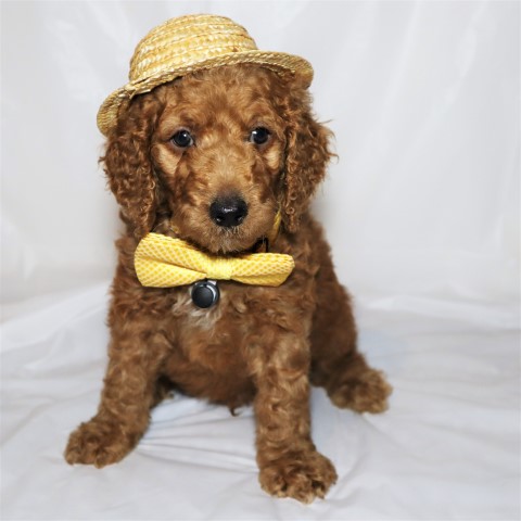 Apricot Goldendoodle