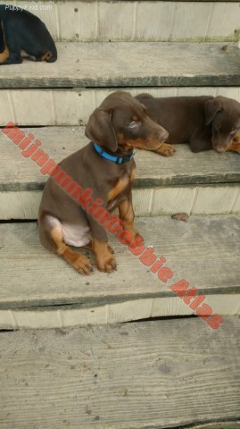 Doberman Pinscher puppy for sale + 60091
