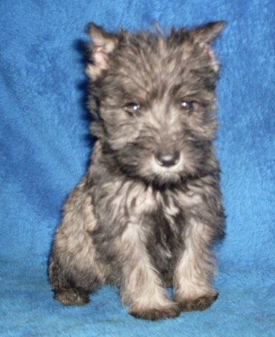 Miniature Schnauzer puppy for sale + 59271