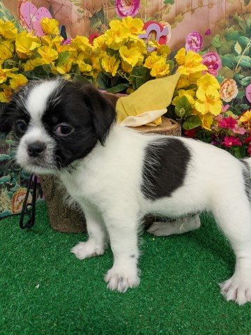 Shih Tzu puppy for sale + 66696