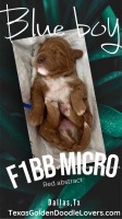 F1bb Micro Goldendoodles - Quality Genetics Goldendoodle for sale/adoption