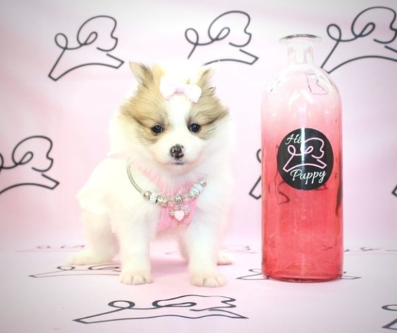 Monarca - Teacup Pomeranian Puppy