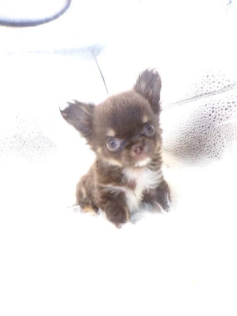 AKC Apple Head Long Coat Chihuahua Puppy    KoKo's