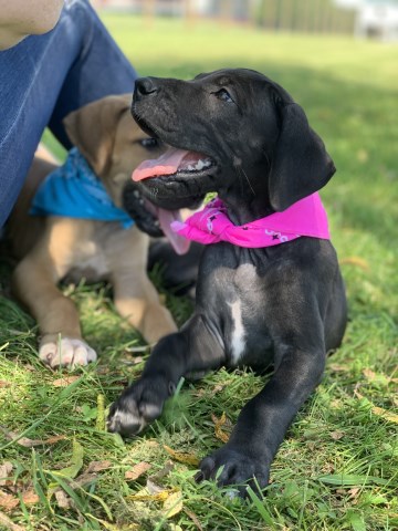 Great Dane puppy for sale + 58301