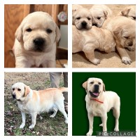 AKC Yellow Labrador Retriever Labrador Retriever for sale/adoption
