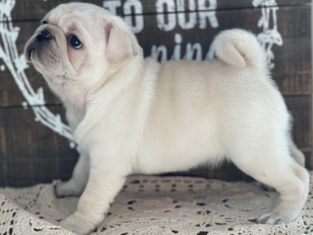 Christmastime Pug Puppies!!