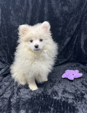 Prince -Adorable Pomeranian Male