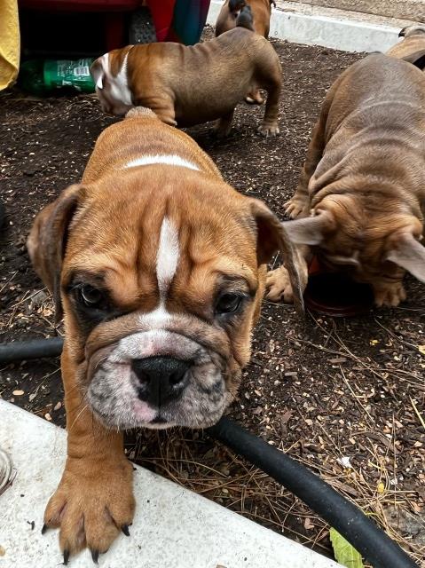 English Bulldog puppy for sale + 63881