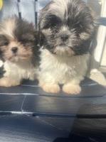 Adorable Shih Tzu girl puppy boy puppy Shih Tzu for sale/adoption