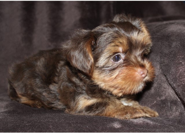 Yorkshire Terrier puppy for sale + 63853