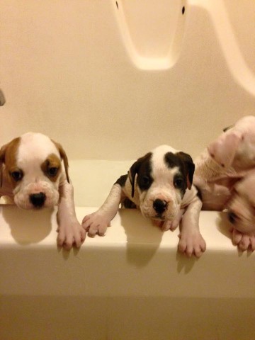 Exellent American Bulldog Puppies.