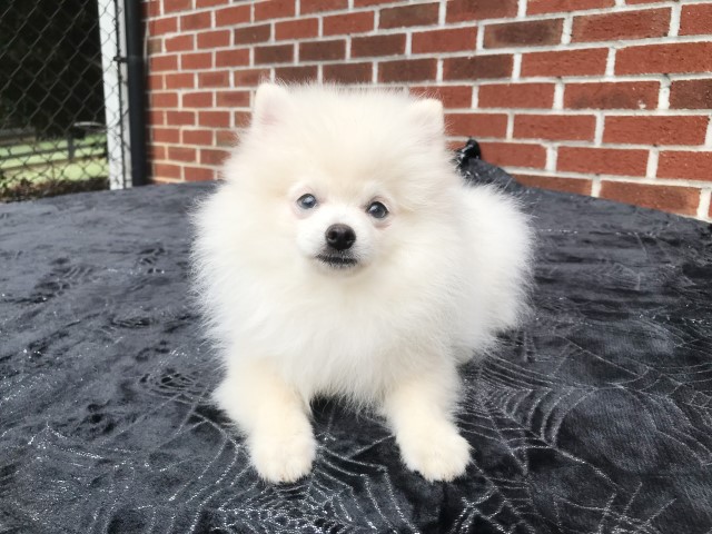 CKC Pomeranian: WHITEY