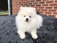CKC Pomeranian: WHITEY Pomeranian for sale/adoption