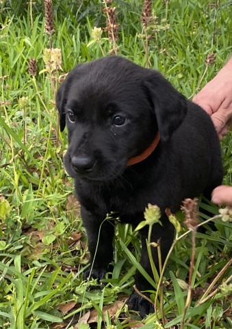 Labrador Retriever puppy for sale + 61771