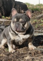 Bing Bong Open for stud service French Bulldog for sale/adoption