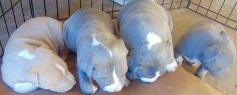 AKC Registered Pitbull Puppies