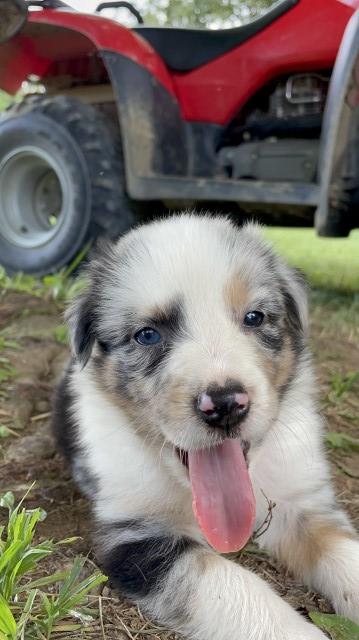 Australian Shepherd Dog puppy for sale + 62157