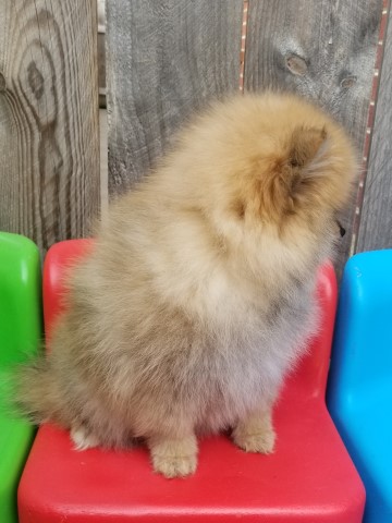 Pomeranian puppy for sale + 61025