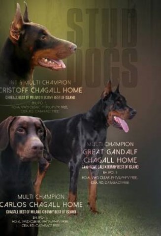 AKC CHAMPION BRED EURO DOBERMAN PUPPIES !