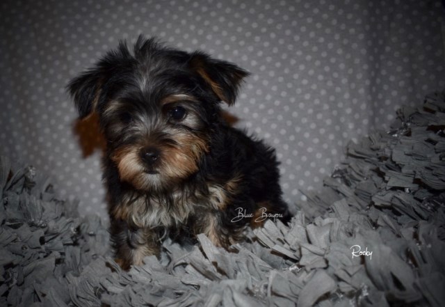 Yorkshire Terrier puppy for sale + 55166