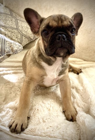 French Bulldog puppy for sale + 58840