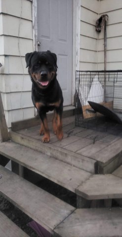 Rottweiler puppy for sale + 55416