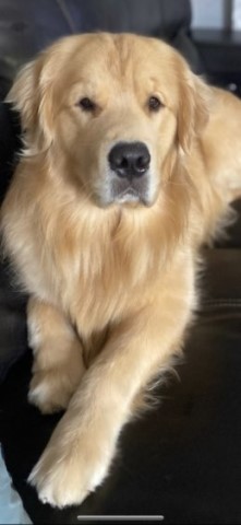 Golden Retriever puppies