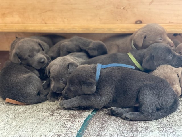 AKC Silver and Charcoal Labradors