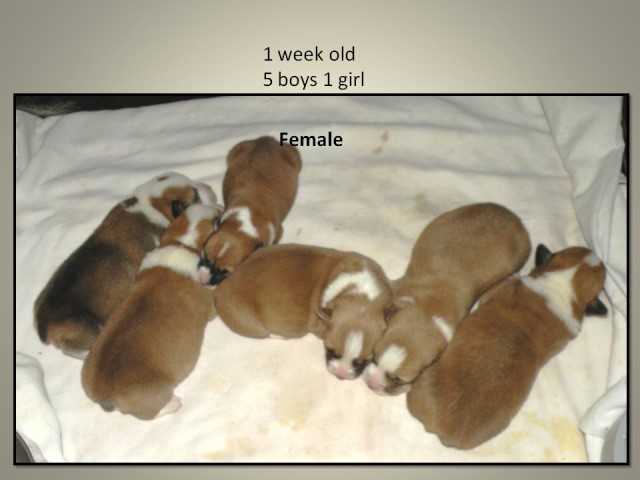 AKC Pembroke Welsh Corgi puppies