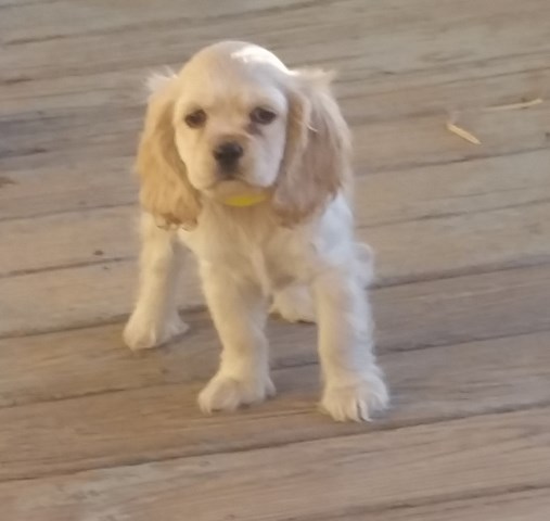 American Cocker Spaniel puppy for sale + 50685