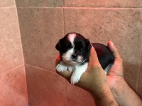 Exotic Shitzhu puppies Shih Tzu for sale/adoption