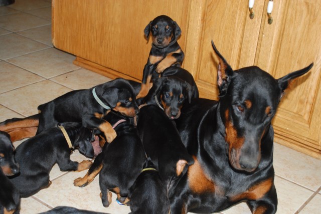 AKC DOBERMAN PUPPIES. AVAILABLE NOW! EXCELLENT EURO PEDIGREE BOTH SIDES.