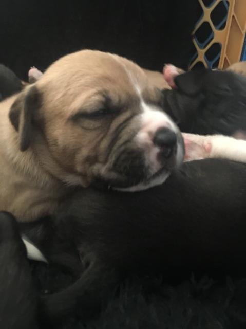 American Staffordshire Terrier puppy for sale + 60619