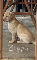 Pure Bred Labs looking for you!!! Labrador Retriever for sale/adoption