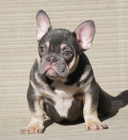 Blue and Tan male puppy