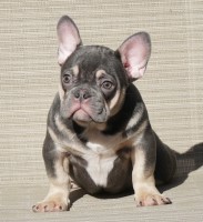 Blue and Tan male puppy French Bulldog for sale/adoption