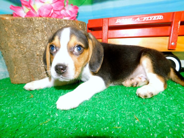 Beagle Puppies For Adoption In Illinois Beagle Mix