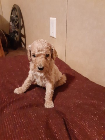 Poodle Standard puppy for sale + 61431