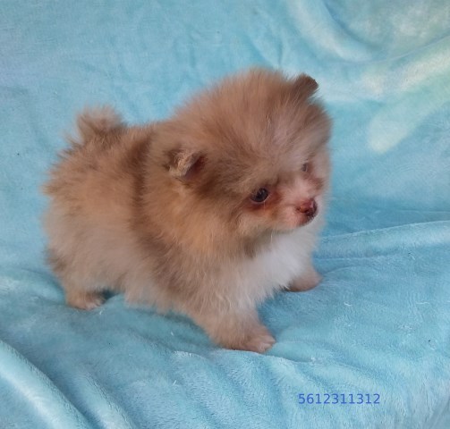 Pomeranian puppy for sale + 67123