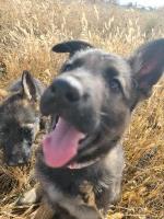 Dolly – Bold Heart, Bright Eyes, Built to Shine German Shepherd Dog for sale/adoption