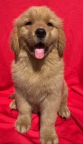 Golden Retriever puppy for sale + 66134